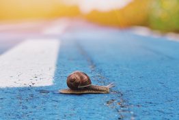 snail-traffic_t20_koZykK